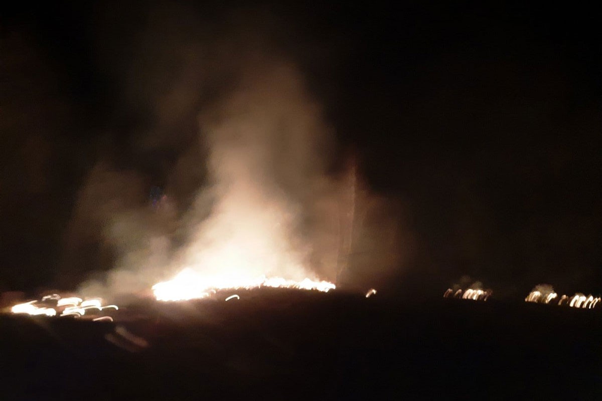 Požar progutao tek zasađene sadnice četinara (VIDEO)