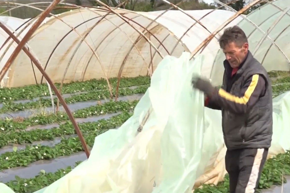 Najviše štete u nevremenu pretrpjela plastenička proizvodnja