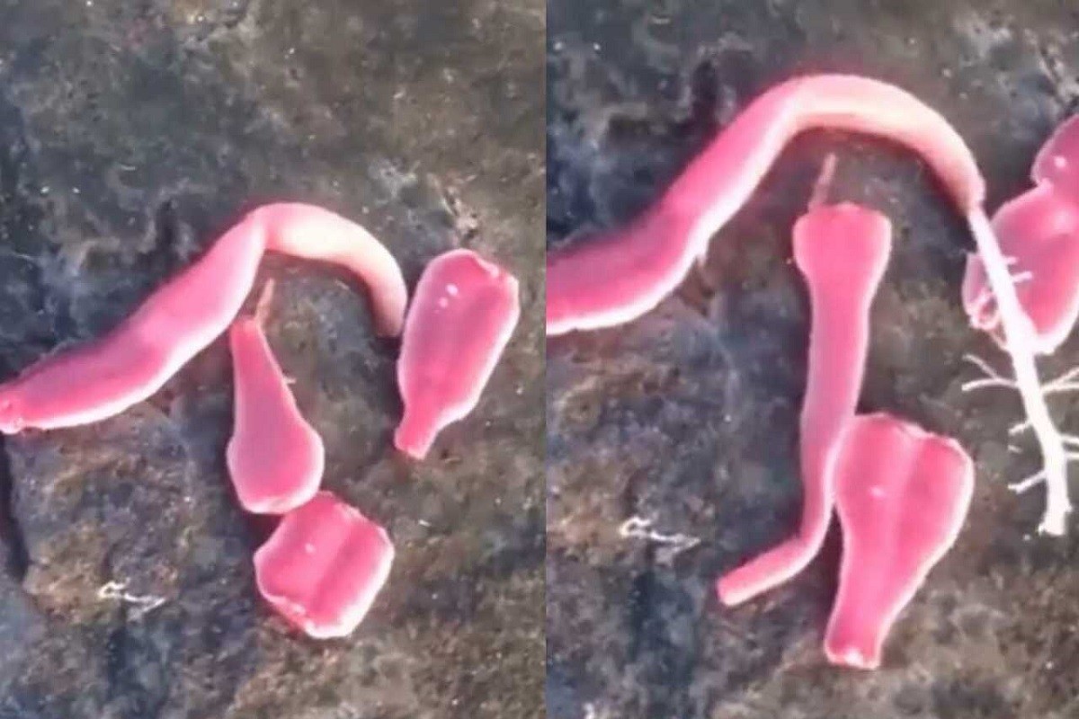 Snimljeno biće koje izgleda poput vanzemaljca (VIDEO)