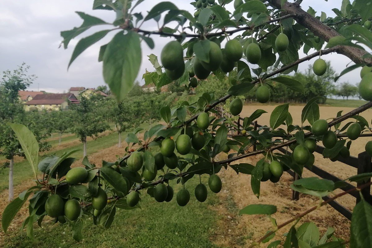 U Potkozarju odavno nije bolje rodilo voće (FOTO)
