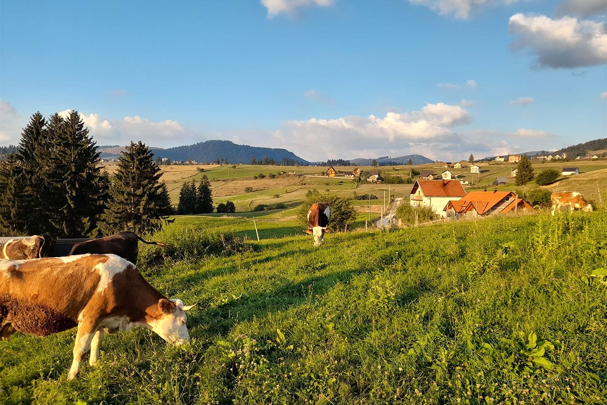 Nije znala ni kravu musti, a od sira zaradila penziju (FOTO)