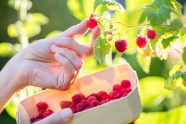 Daju 100 maraka na dan za branje malina, ali ne ide vam "sve u džep"