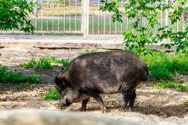 Divlja svinja se "gostila" pored kontejnera (VIDEO)