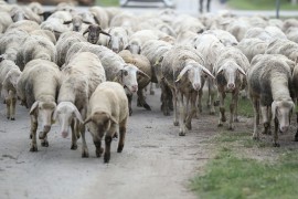 Neobičan slučaj u BiH: Dala mu ovce na čuvanje, on ih ne želi ...