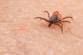 Ljekari upozoravaju na oprez: Krpelji pune ambulante