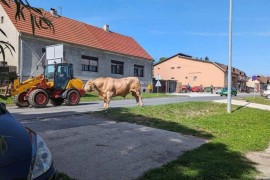 Odbjegli bik Mili napravio pometnju na slatinskoj cesti