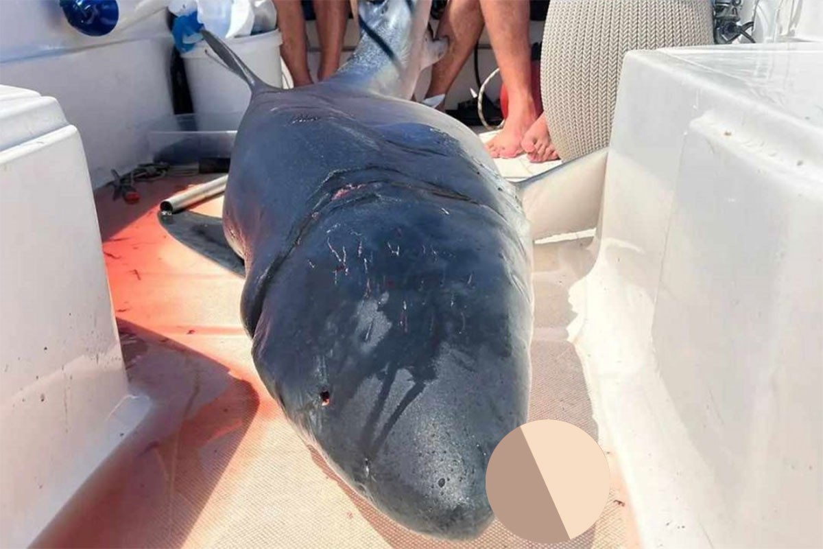 Kod Budve ulovljena plava ajkula teška skoro 200 kg (FOTO)