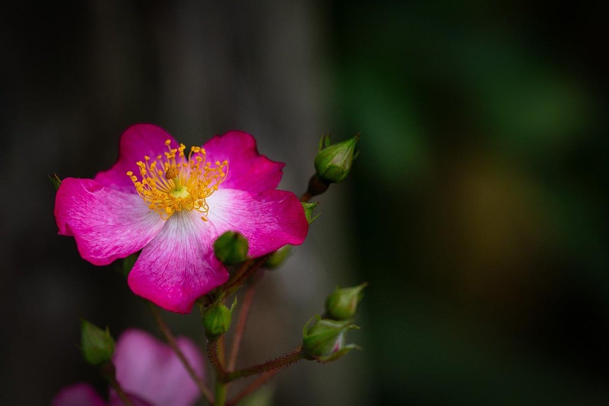 Pet biljaka koje privlače ljubav i strast u kuću