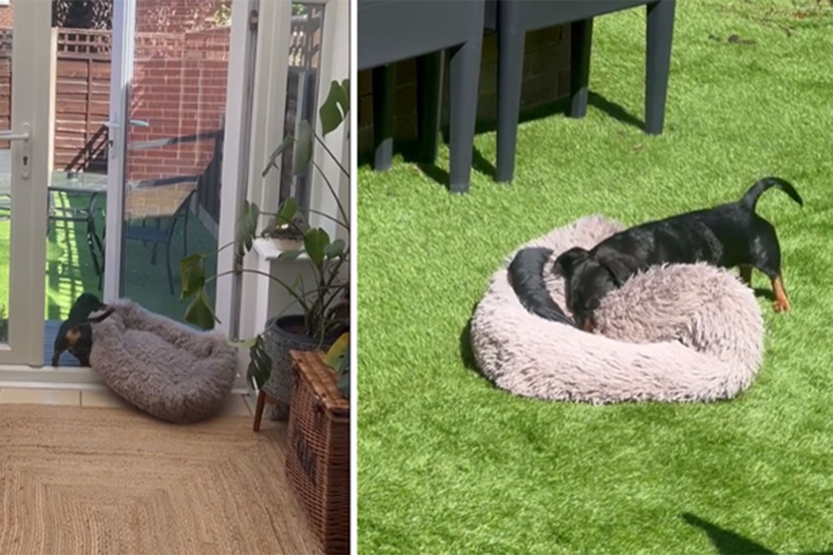 Ovaj pas zna živjeti (VIDEO)