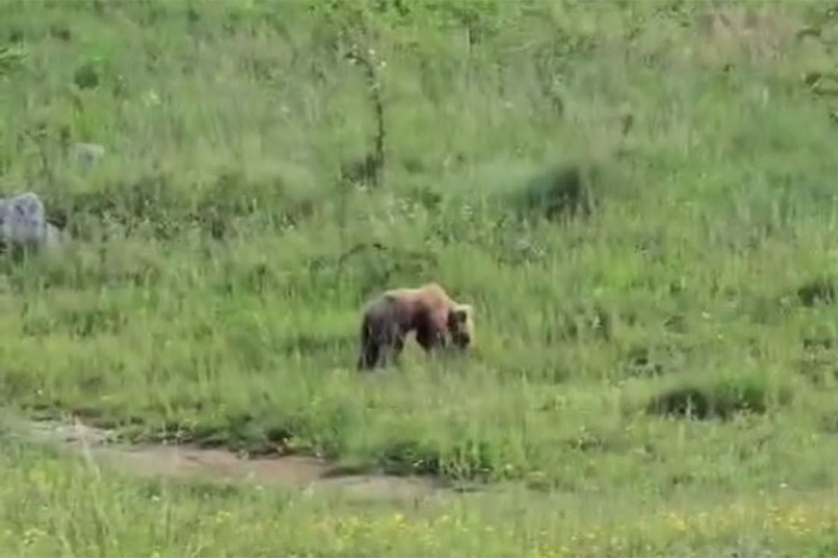Medo snimljen kako se igra na livadi u Kotor Varošu (VIDEO)