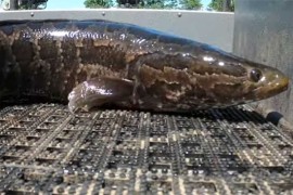 Ova opasna riba može da živi na kopnu (VIDEO)