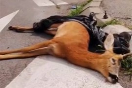Otkud uginuli srndać na ulici u banjalučkom naselju