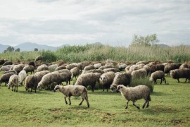 Ovčar Borivoje poručuje da se za pravilnike mora pitati ...