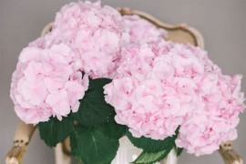 Ne bacajte ih, možete ih oživjeti: Trik koji uspijeva samo kod ...
