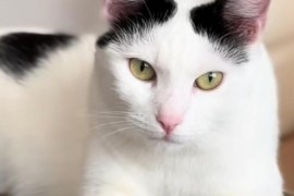 Ovu mačku iz Sarajeva prati 250.000 ljudi (VIDEO)