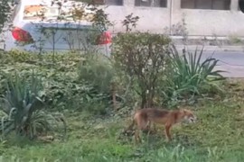Lisica u centru Banjaluke (VIDEO)