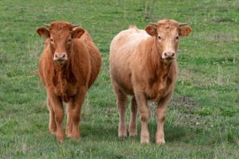 Bikovi pobjegli iz klaonice, traže ih dronom