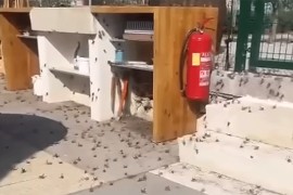 Najezda zrikavaca u Hrvatskoj: "Ne dirajte ih" (VIDEO)