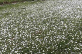 Studija pokazala kako klimatske promjene utiču na pojavu grada