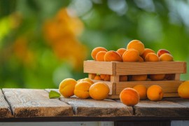 Kajsija spremna za branje tri nedjelje ranije