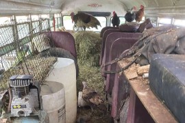 Policajci zaustavili autobus pun domaćih životinja