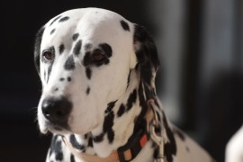 Hapšenje u Laktašima nakon što je pas ugrizao dijete