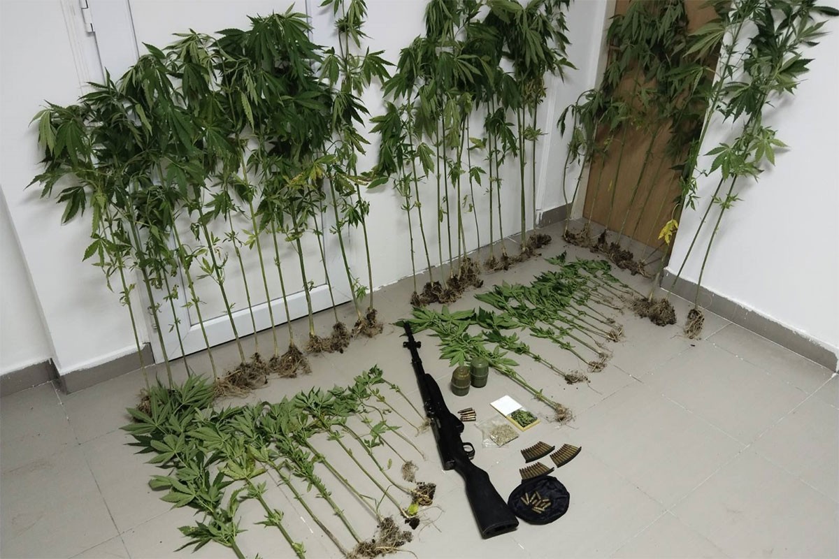 Akcija "Plantaža 2024": Uhapšen Banjalučanin, pronađeni indijska konoplja i oružje