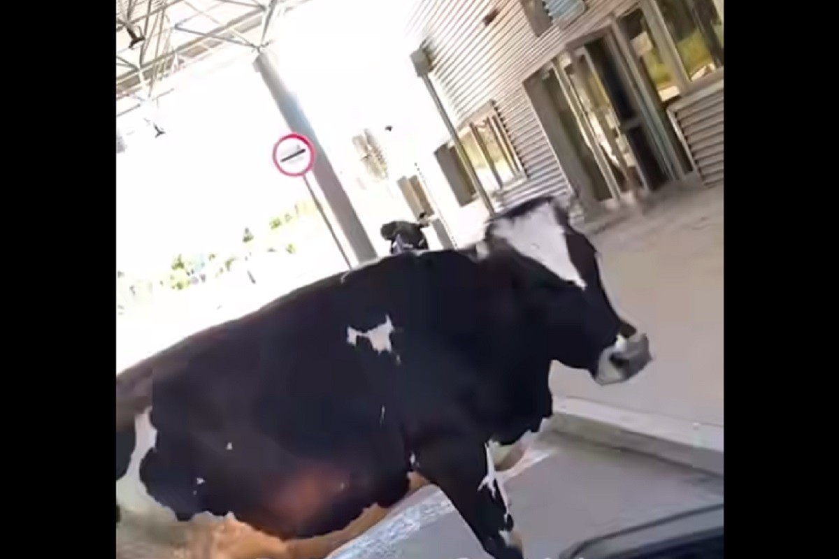 Krava stala na granicu i blokirala prolaz vozilima (VIDEO)