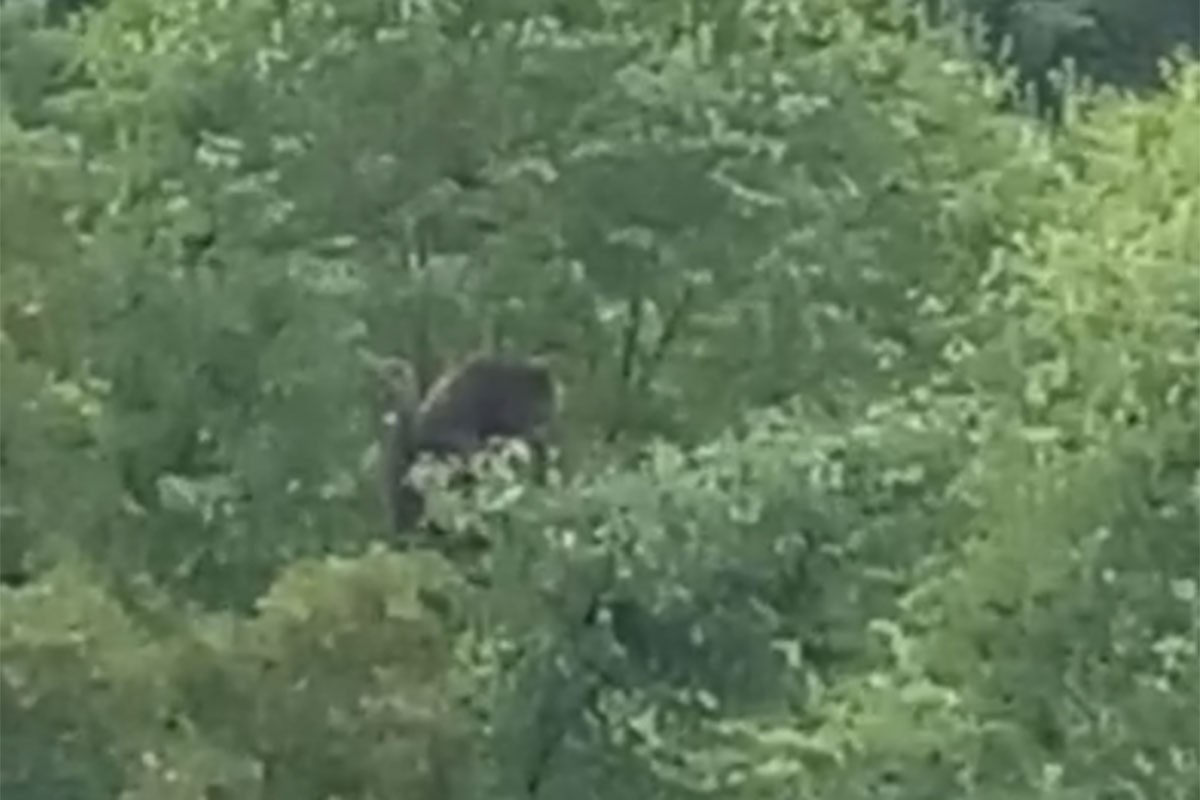 Medvjed silazi među kuće, mještani naselja u BiH zabrinuti
