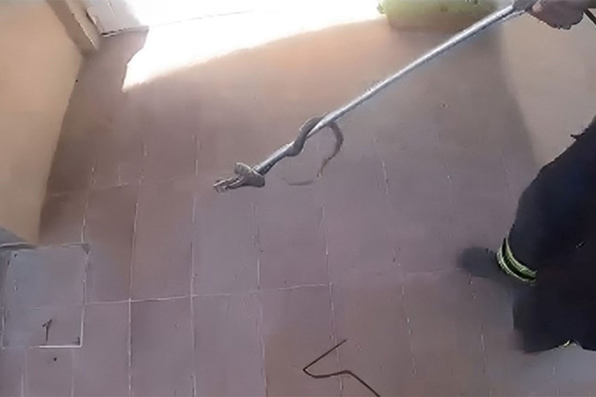 Najezda zmija u Splitu, građani upozoreni