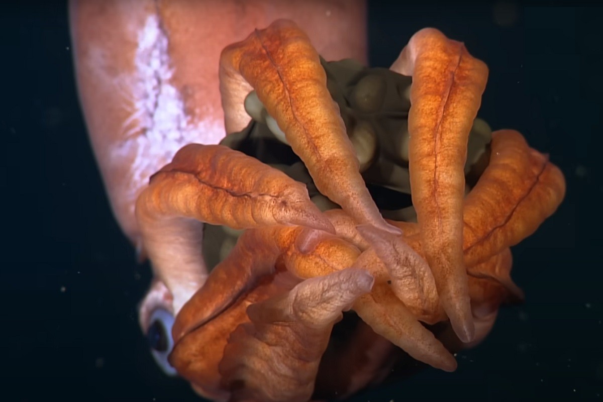 Roboti otkrili misteriozno biće u morskim dubinama (VIDEO)