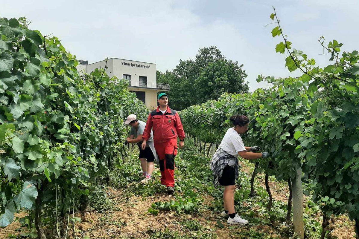 Kruhari kod Sanskog Mosta: Očekuje se rekordan rod grožđa