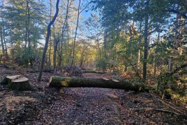 Sječom šume oštetili NP "Kozara" za 52.494 KM: Osumnjičen i lugar