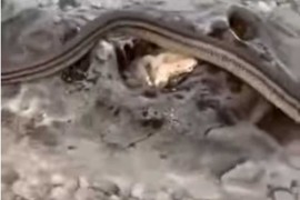 Šokantan snimak sa Jadrana: Htio da snimi delfine, u kadar mu upala ...