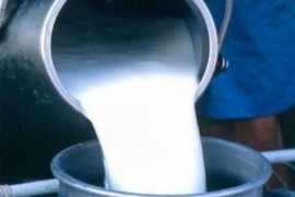 Hiljade bh. farmera proizvode mlijeko, 20 mljekara godišnje zgrne pola ...