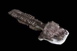 Otkriven fosil zastrašujućeg predatora s ogromnom glavom
