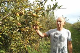 Voćari zadovoljno trljaju ruke, očekuje se rodna godina
