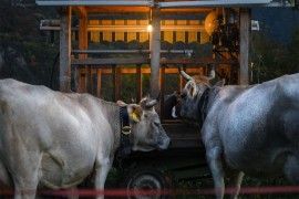 Tragedija u Padovi: Farmer upao u mikser za stočnu hranu