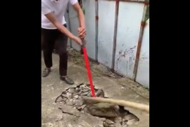 Zbog neobičnih zvukova razbili trotoar pa "probudili" zvijer (VIDEO)
