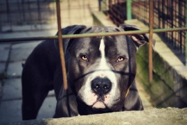 Horor u Novom Sadu: Pitbul usmrtio oca svog vlasnika