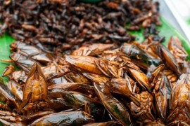 Svijet poludio za insektima: Cvrčci i skakavci glavni specijaliteti u ...