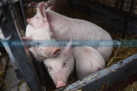 Odobrena isplata posljednje tranše za štetu od afričke kuge svinja