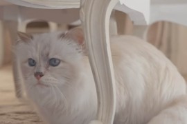 Kako Lagerfeldova mačka troši naslijeđene milione