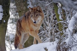 Trećina Holanđana ne želi vukove u Holandiji