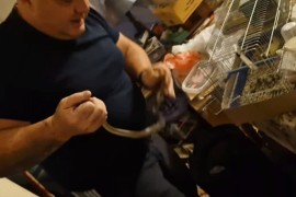 Strašna slika iz kuće u Srbiji: Zmija pojela kanarince, našli je u ...