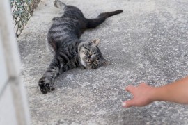 Banjaluka bi mogla imati hranilište za mačke po uzoru na Tursku