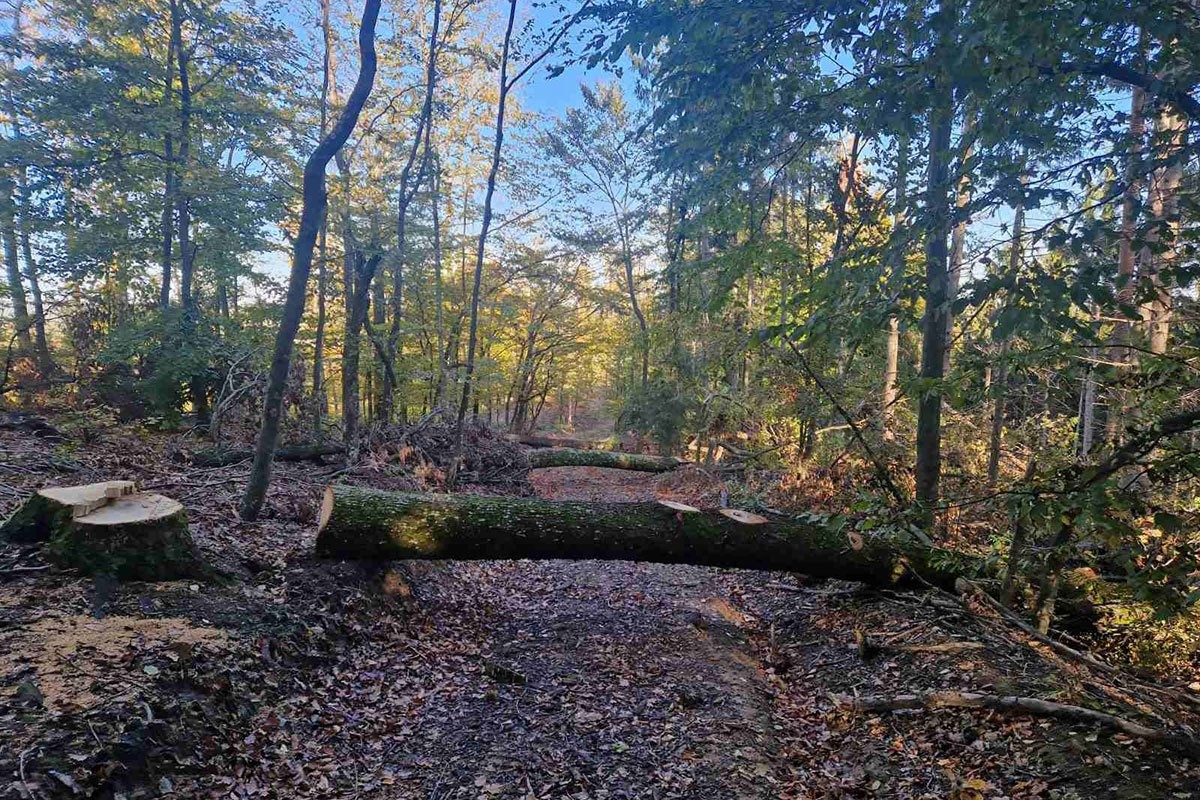Sječom šume oštetili NP "Kozara" za 52.494 KM: Osumnjičen i lugar