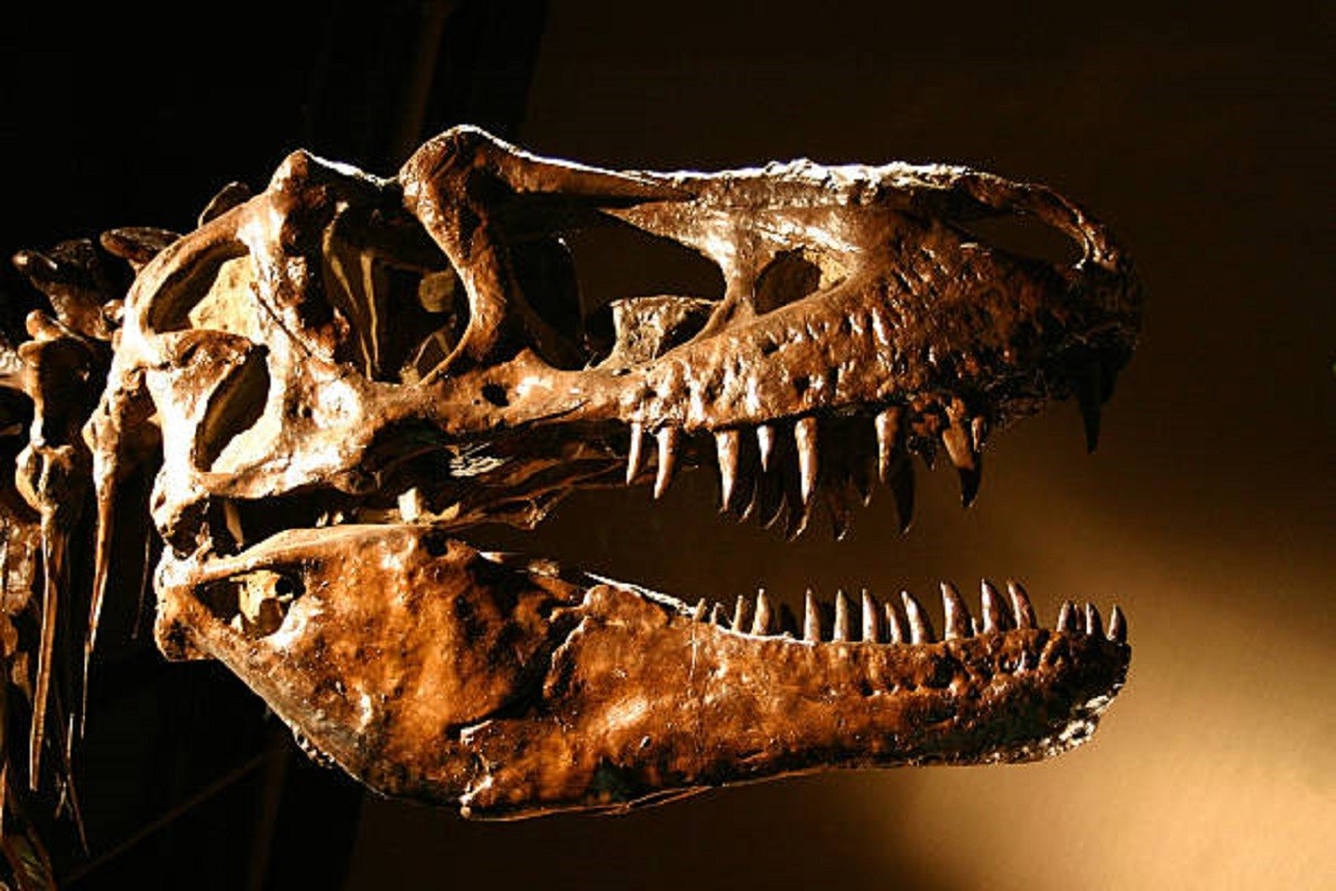 Fosil dinosaurusa za šest miliona dolara