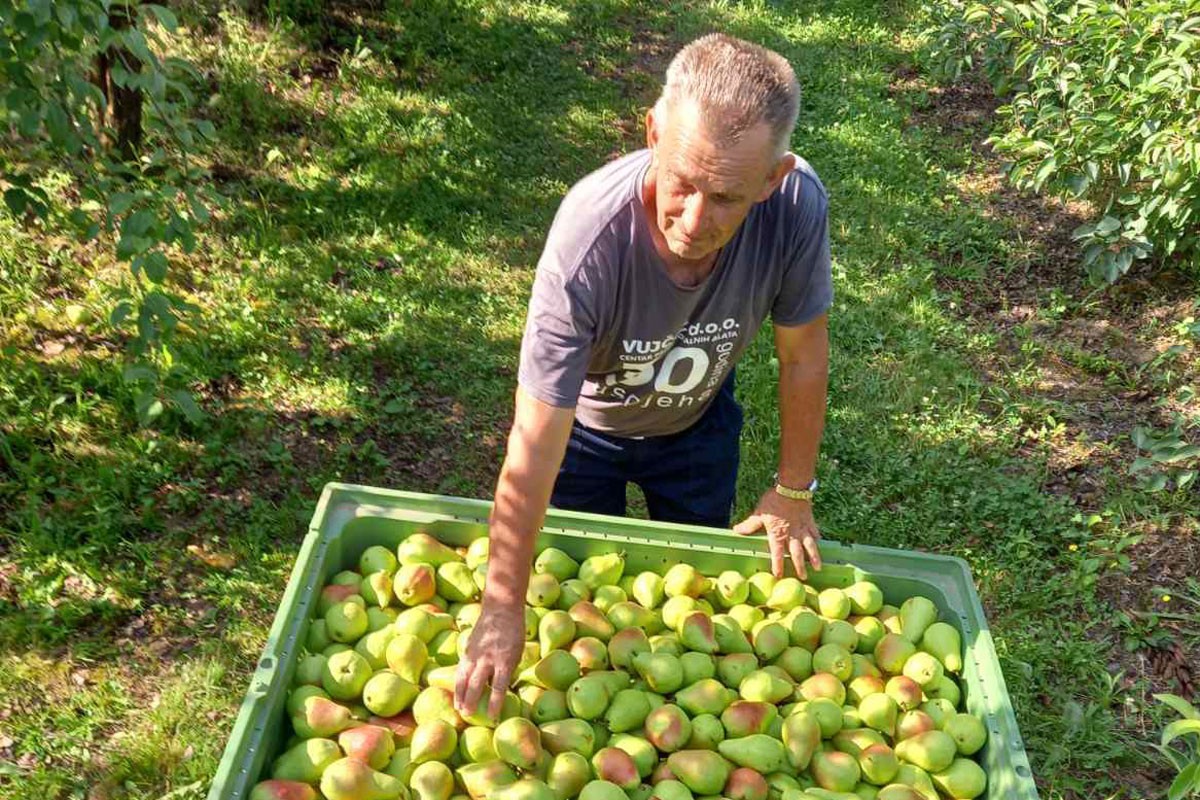 Berba ranih sorti kruške u Potkozarju, grad ih zaobišao