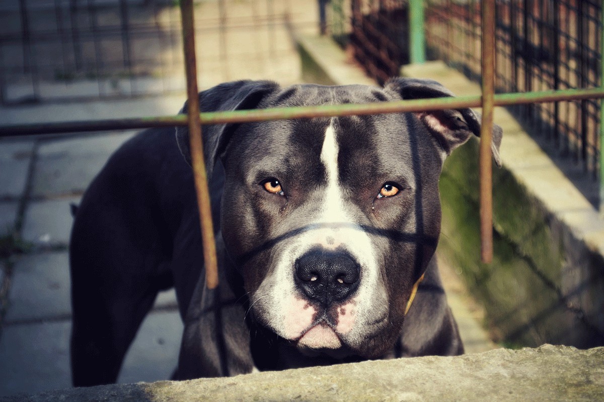 Horor u Novom Sadu: Pitbul usmrtio oca svog vlasnika